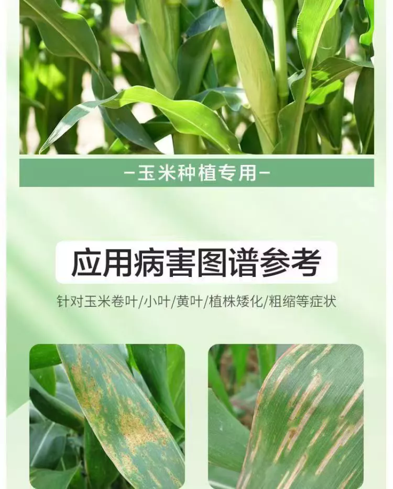玉米叶面肥金大棒膨大素促根壮苗抗倒拉长籽粒饱满增产增收水
