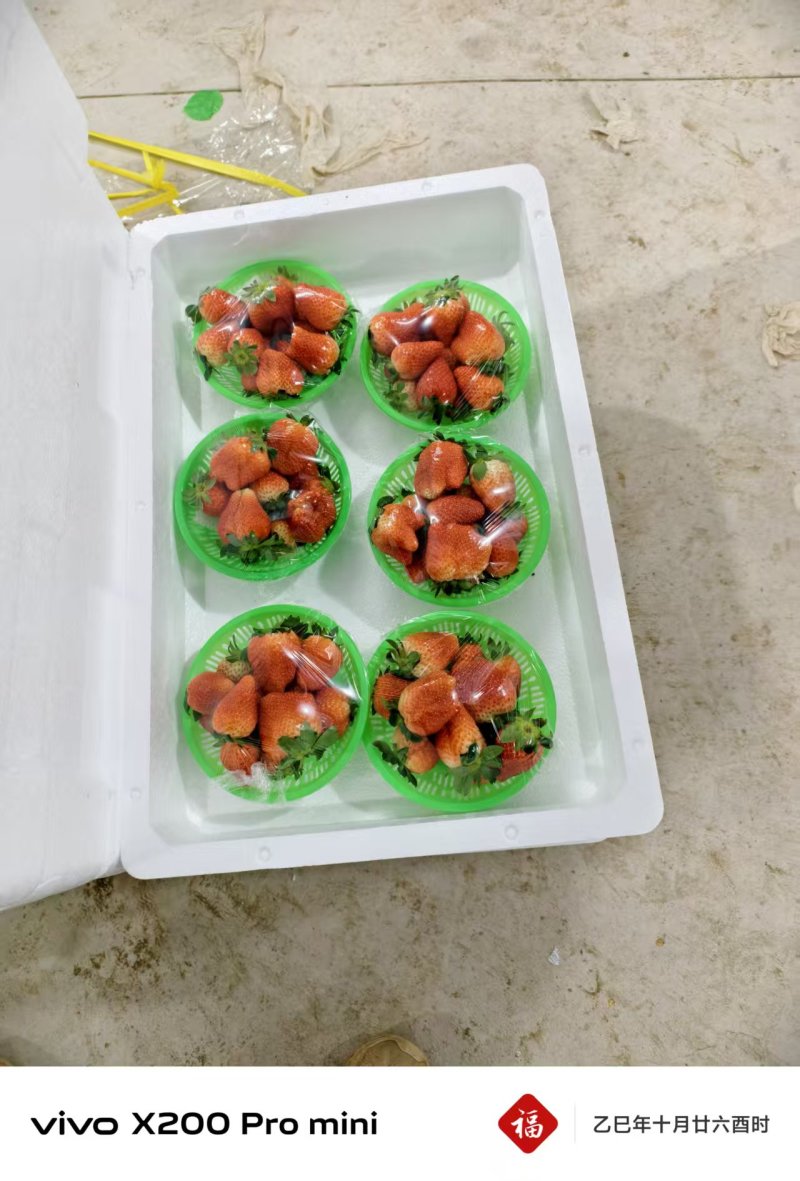 红颜九九草莓，红颜草莓大量上市，产地直发，品质保证