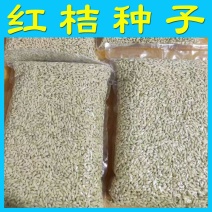 四川红桔种子