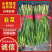 山东聊城红根韭菜种植基地产现摘现发直地直发