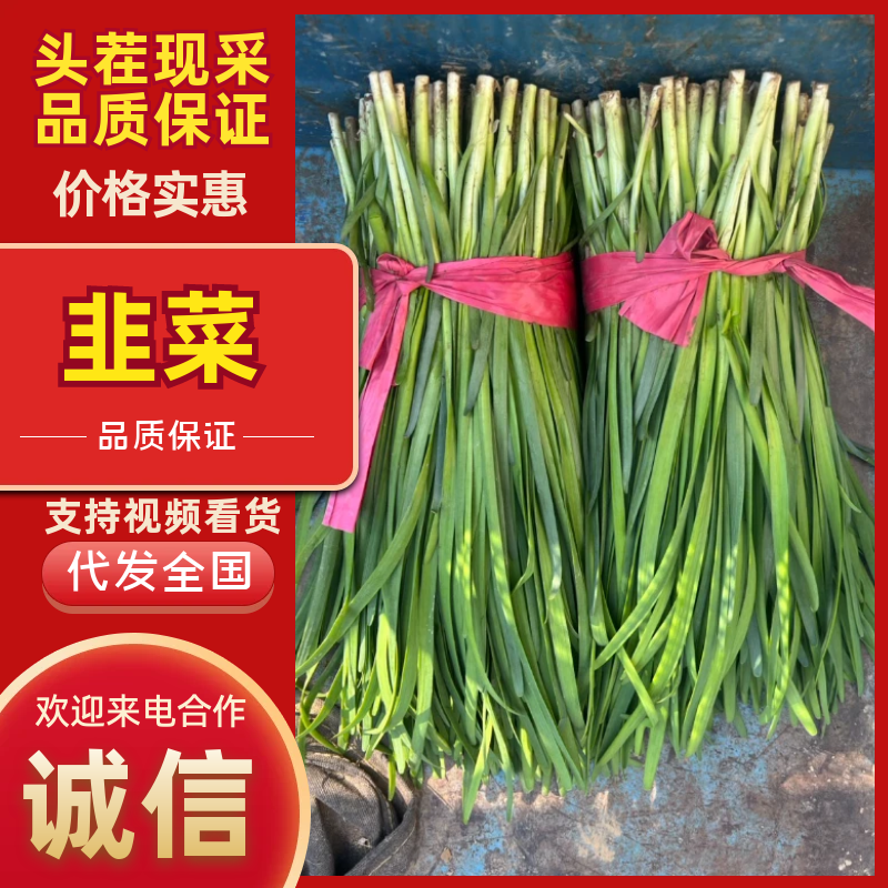 山东聊城红根韭菜种植基地产现摘现发直地直发