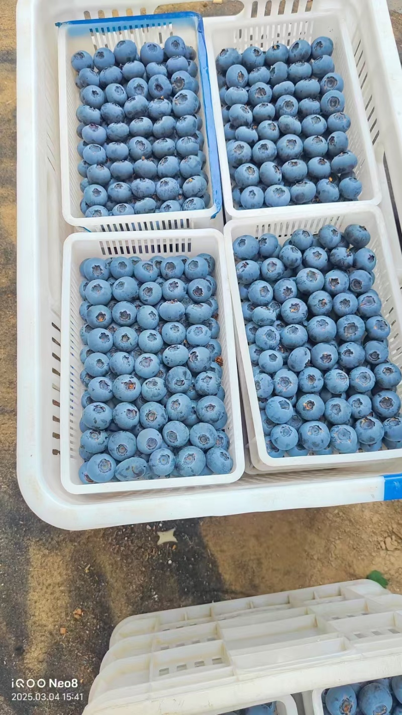 山东蓝莓批发精品L25F6L11优瑞卡云雀等