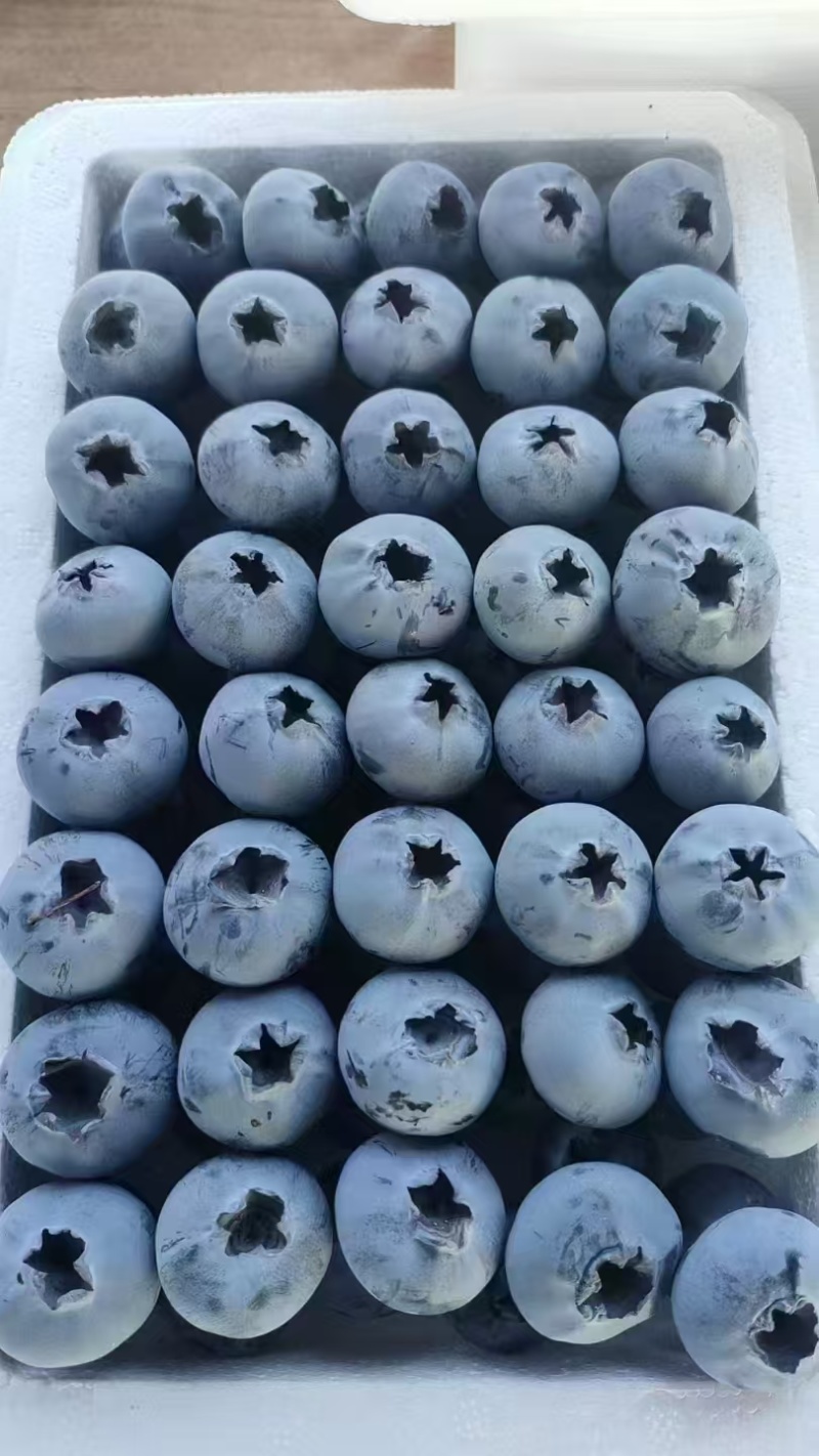 山东蓝莓批发精品L25F6L11优瑞卡云雀等