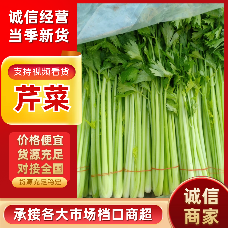 精品西芹品质保证一手货源量大从优欢迎来电洽谈