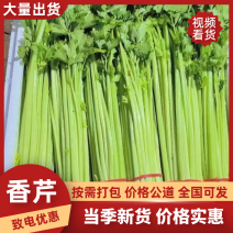 精品芹菜香芹手工干净品质有保障量大从优
