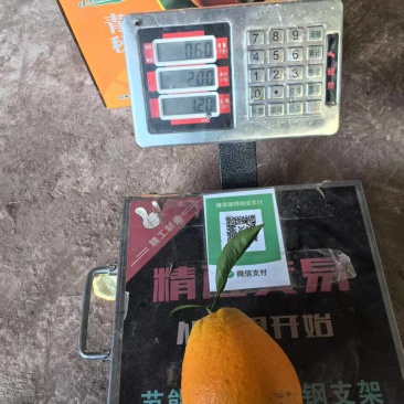 青秋脐橙四川发货基地直发全国对接欢迎进店