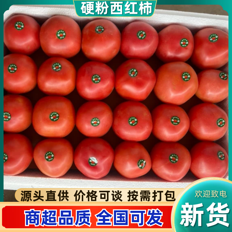 西红柿番茄基地直发货源充足量大从优