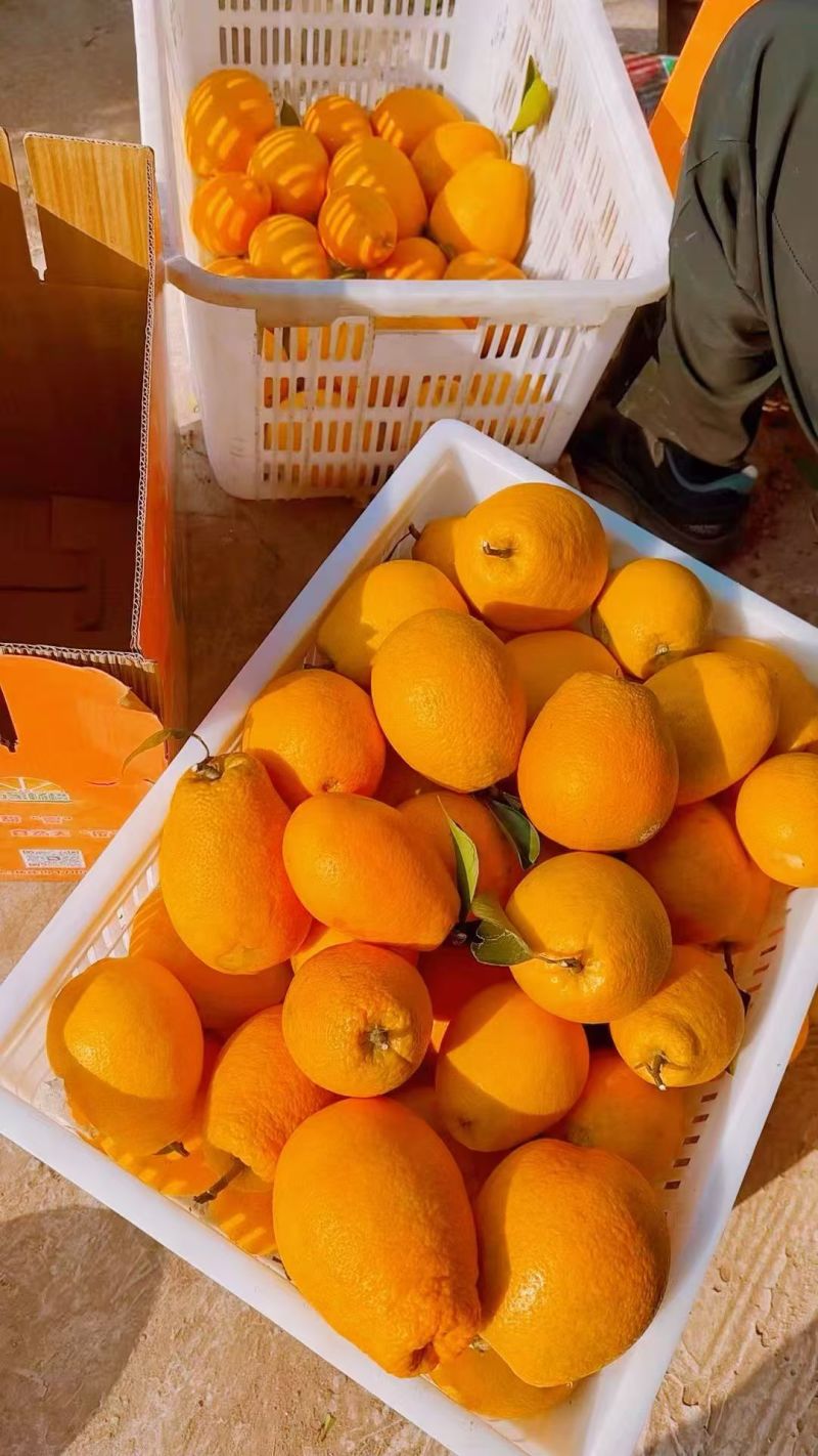 青秋脐橙四川发货基地直发全国对接欢迎进店