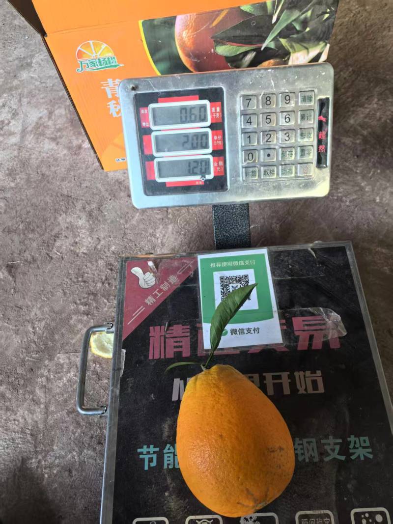 青秋脐橙四川发货基地直发全国对接欢迎进店