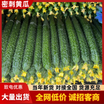 山东莘县精品黄瓜大量上市。基地直发货源充足