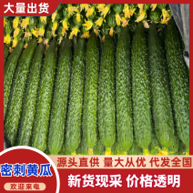 山东一手货源密刺黄瓜顶花带刺对接全国市场量大从优欢迎采购