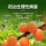 流体硼大瓶装保促花果硼肥防瓜果蔬菜通用农用助剂硼