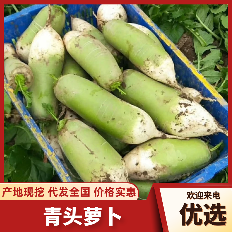 精品青萝卜，大量新鲜现货速发，保质保量欢迎选购
