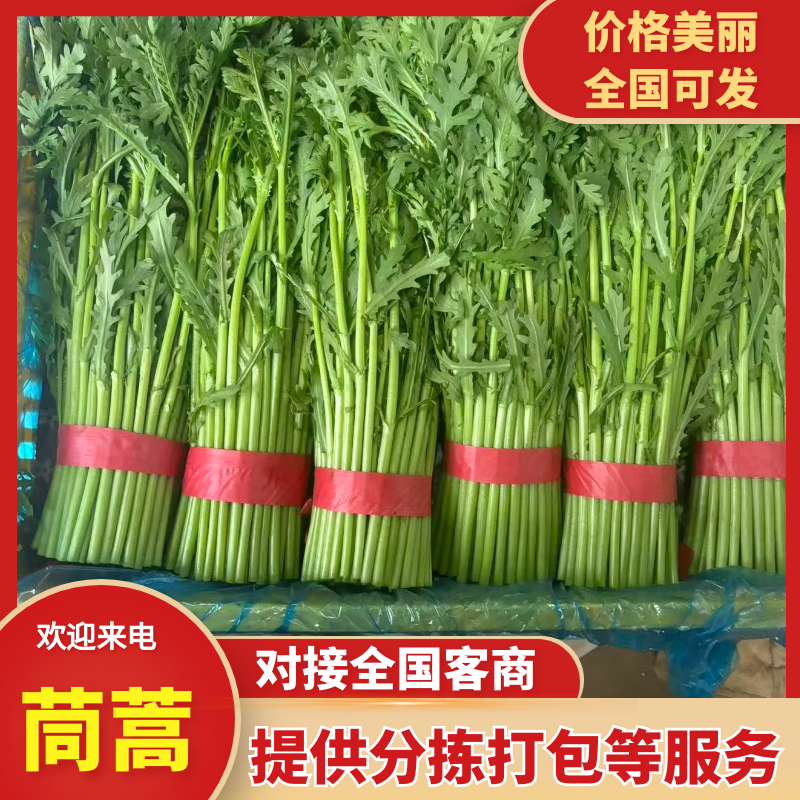 精品茼蒿，大量新鲜现货速发，保质保量欢迎选购