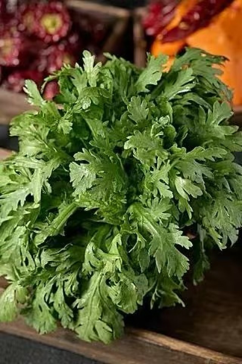 精品茼蒿，大量新鲜现货速发，保质保量欢迎选购