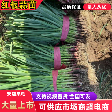 枝江市红根蒜苗，大量精品新鲜现货速发，保质保量欢迎选购