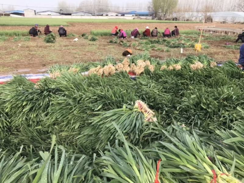 枝江市红根蒜苗，大量精品新鲜现货速发，保质保量欢迎选购