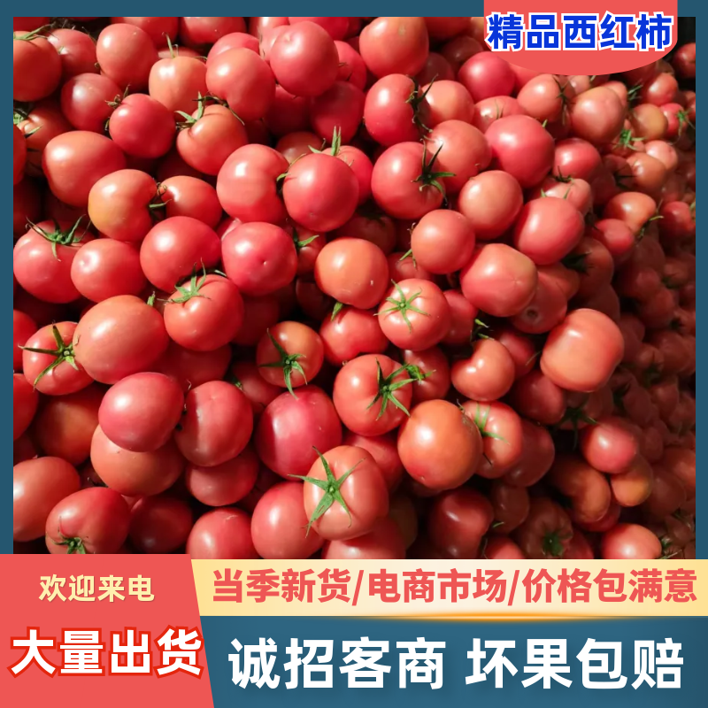 口感西红柿山东西红柿产地直发口感好保质保量