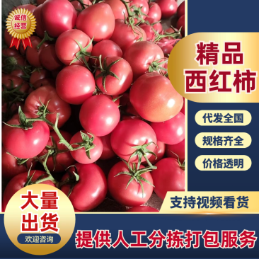 硬粉西红柿山东西红柿产地直发口感好保质保量