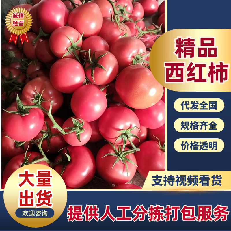 硬粉西红柿山东西红柿产地直发口感好保质保量