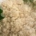 松花菜湖北菜花产地一手货源保质保量对接全国