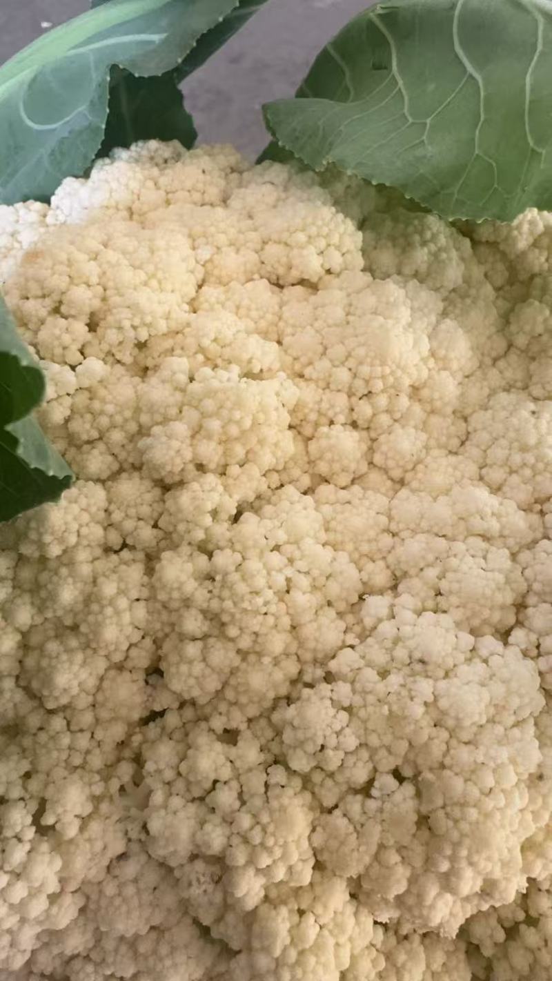 松花菜湖北菜花产地一手货源保质保量对接全国