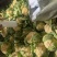松花菜湖北菜花产地一手货源保质保量对接全国