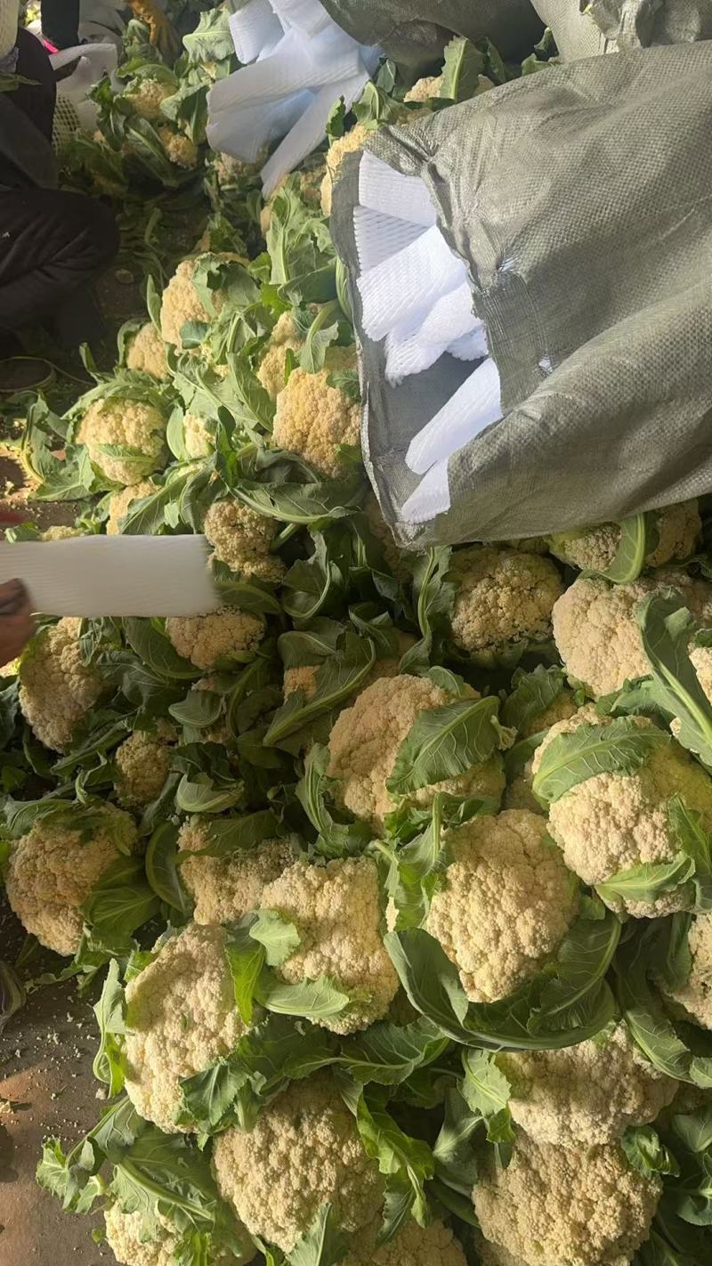 松花菜湖北菜花产地一手货源保质保量对接全国