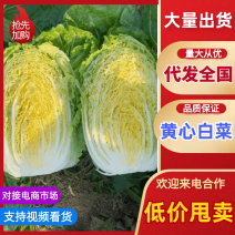精品黄心白菜大量供应对接商超市场电商欢迎来电洽谈