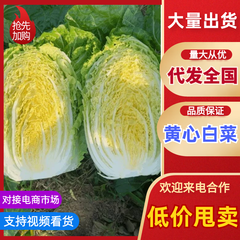 精品黄心白菜大量供应对接商超市场电商欢迎来电洽谈