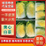 湖北潜江新鲜黄心白菜，口感脆嫩，营养丰富欢迎来电洽谈