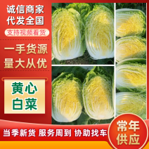 湖北潜江黄心白菜上市中，无虫无蜜无烧心，清秀色绿味道清甜
