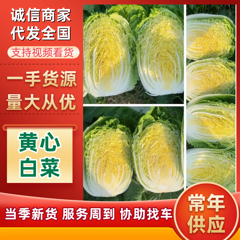 湖北潜江黄心白菜上市中，无虫无蜜无烧心，清秀色绿味道清甜