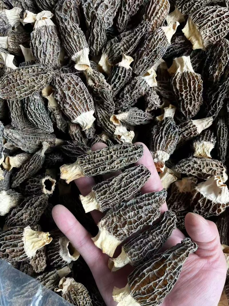 云南羊肚菌新货头茬规格齐全产地一手货源煲汤滋补