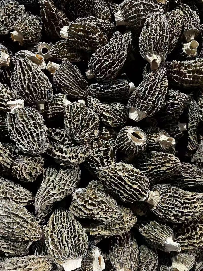 云南羊肚菌新货头茬规格齐全产地一手货源煲汤滋补