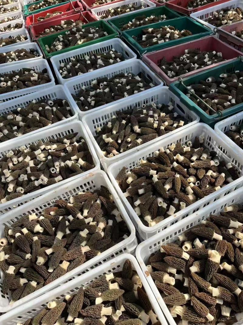 云南羊肚菌新货头茬规格齐全产地一手货源煲汤滋补