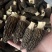 云南羊肚菌新货头茬规格齐全产地一手货源煲汤滋补