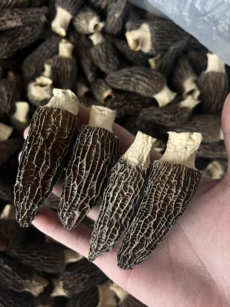 云南羊肚菌新货头茬规格齐全产地一手货源煲汤滋补