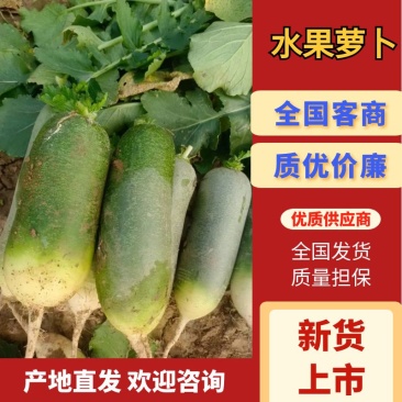 枝江市水果萝卜，大量精品新鲜现货速发，保质保量欢迎选购