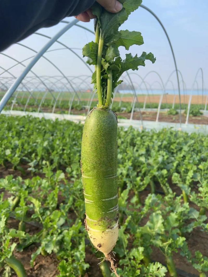 枝江市水果萝卜，大量精品新鲜现货速发，保质保量欢迎选购