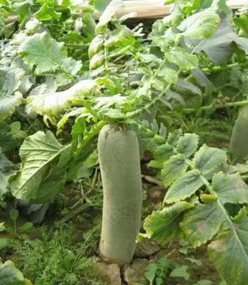 枝江市水果萝卜，大量精品新鲜现货速发，保质保量欢迎选购