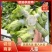 精品儿菜，大量精品新鲜现货速发，保质保量欢迎选购