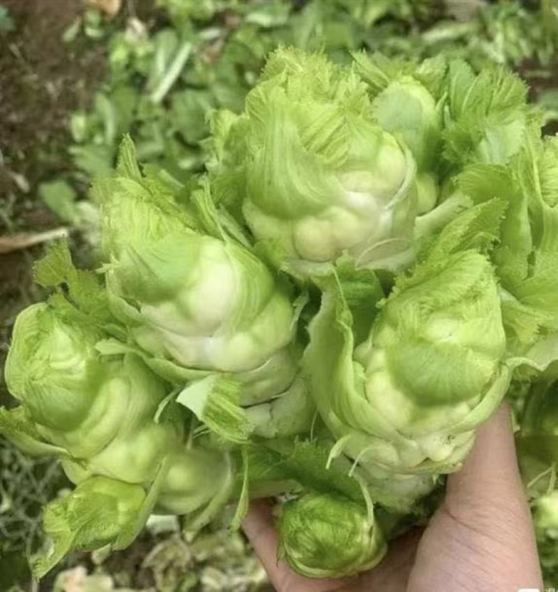 精品儿菜，大量精品新鲜现货速发，保质保量欢迎选购