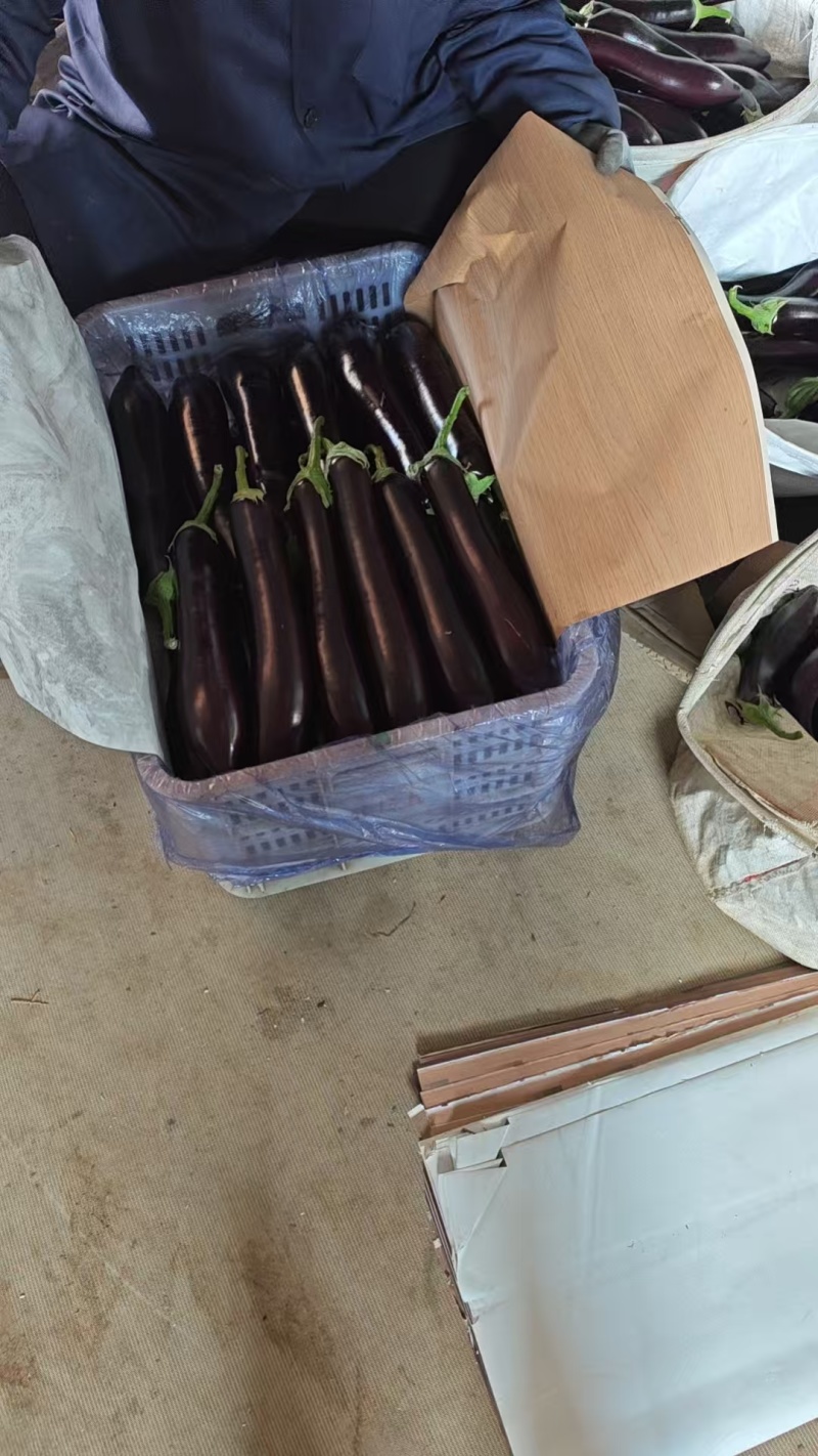山东寿光精品绿把长茄产地直供，市场商超，电商平台大量供应