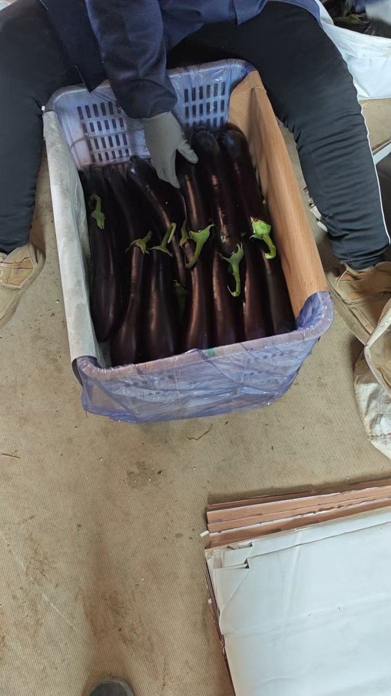 山东寿光精品绿把长茄产地直供，市场商超，电商平台大量供应