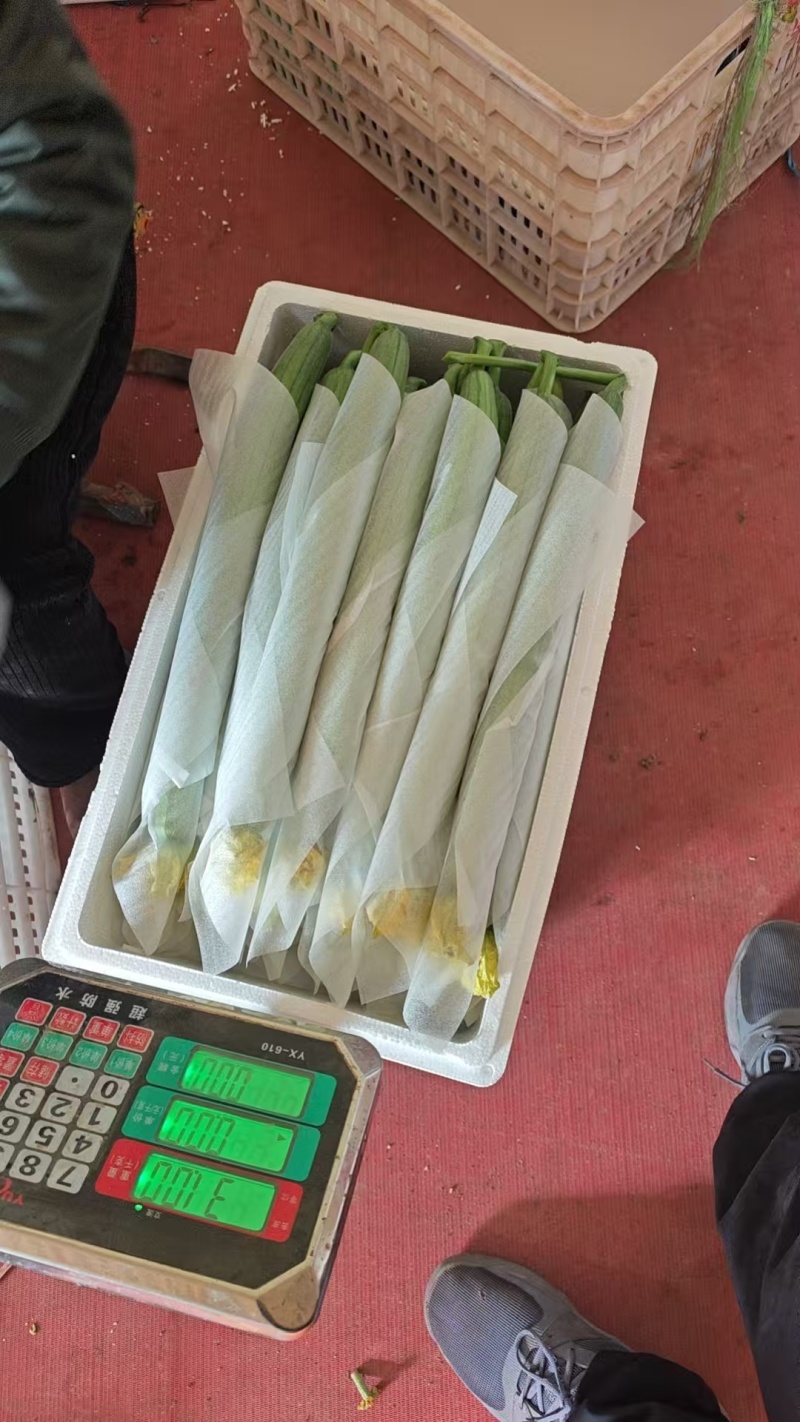山东寿光精品鲜花丝瓜，产地直供，市场商超电商平台大量供应