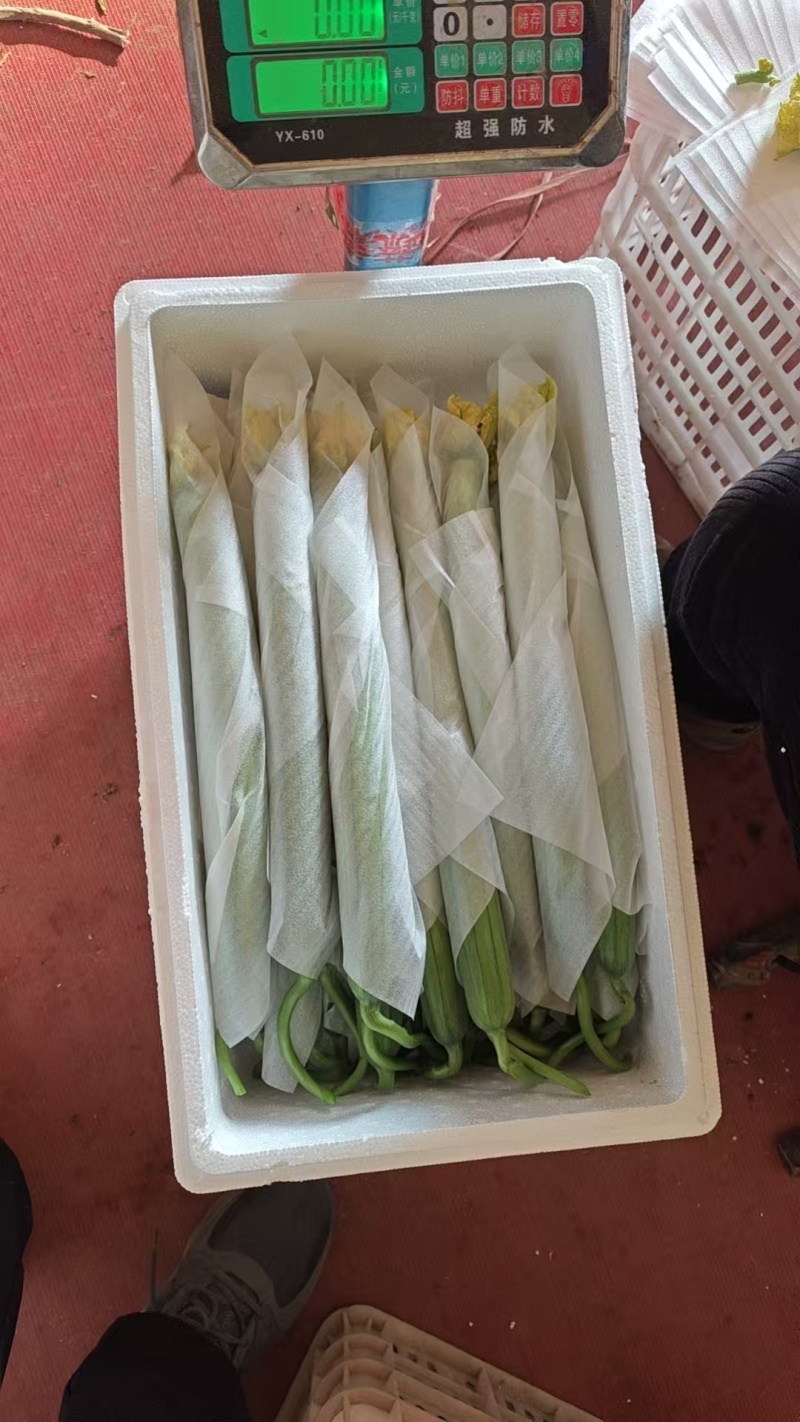 山东寿光精品鲜花丝瓜，产地直供，市场商超电商平台大量供应