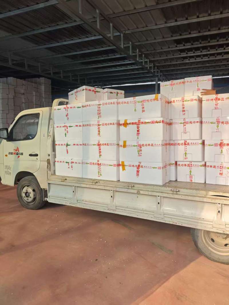 山东寿光精品鲜花丝瓜，产地直供，市场商超电商平台大量供应
