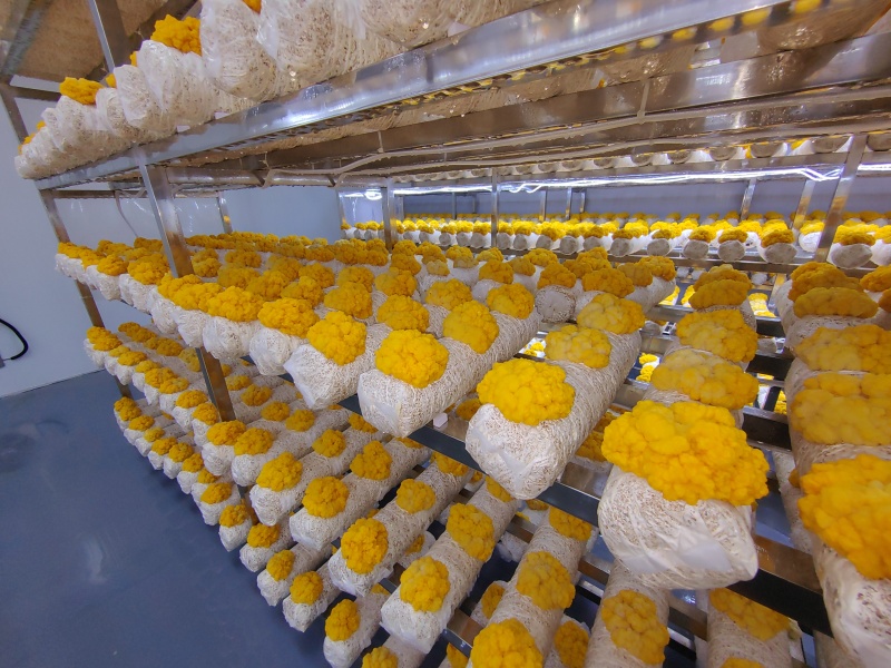 安徽东至鲜银耳金耳散装食用菌