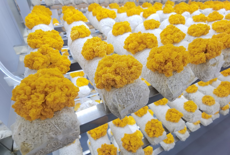 安徽东至鲜银耳金耳散装食用菌